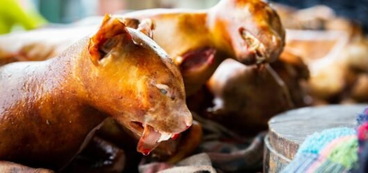 Institute of Community Sustainability Seeks Supreme Court Enforcement of Ban on Dog and Cat Meat Consumption in Ghana