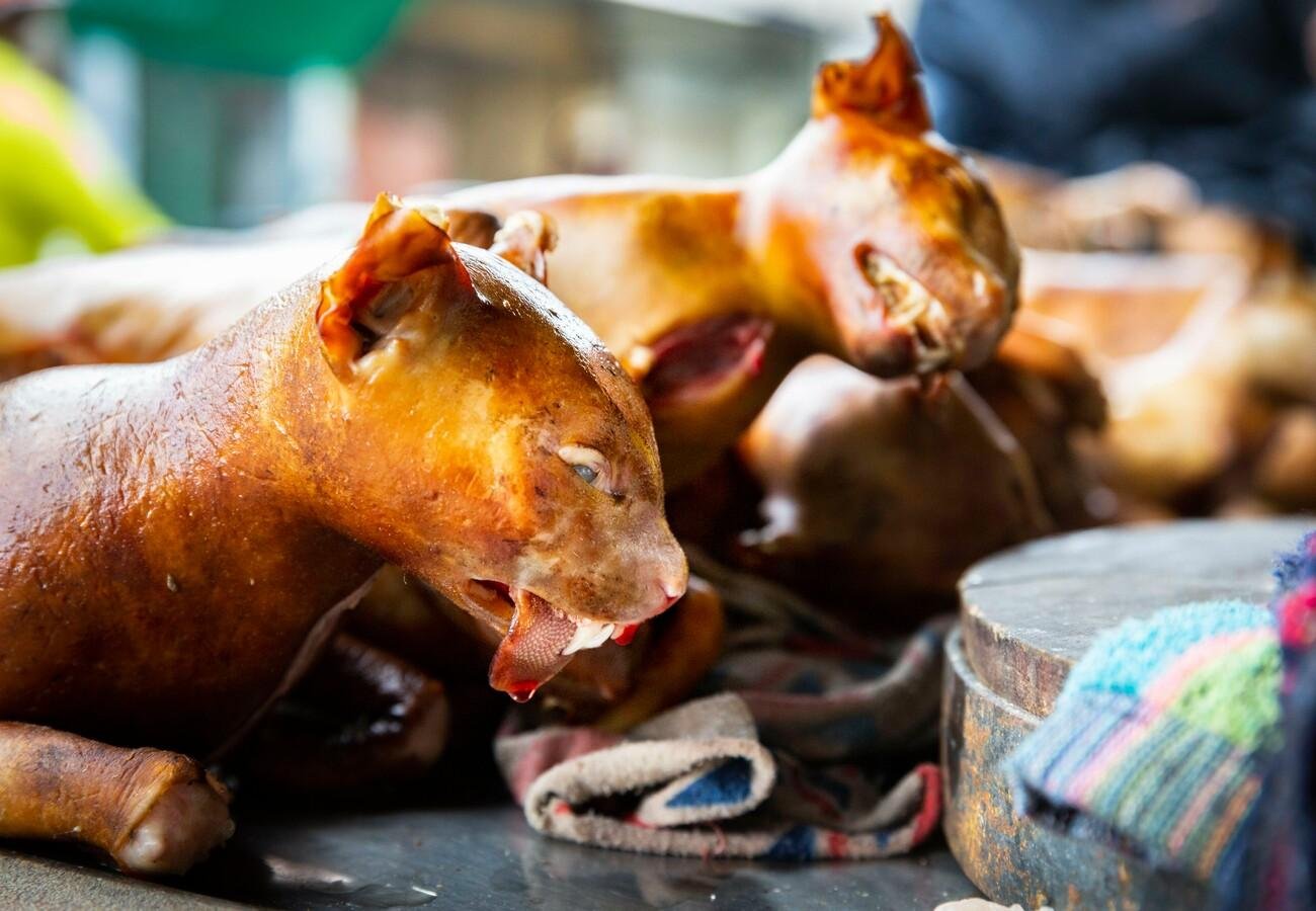 Institute of Community Sustainability Seeks Supreme Court Enforcement of Ban on Dog and Cat Meat Consumption in Ghana