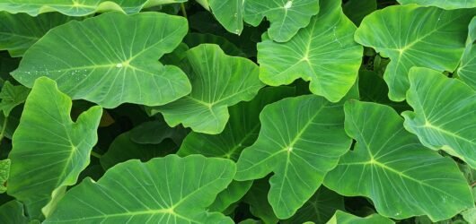 Kontomire: The Ghanaian Leafy Green Deserving a Bigger Place on Our Plates